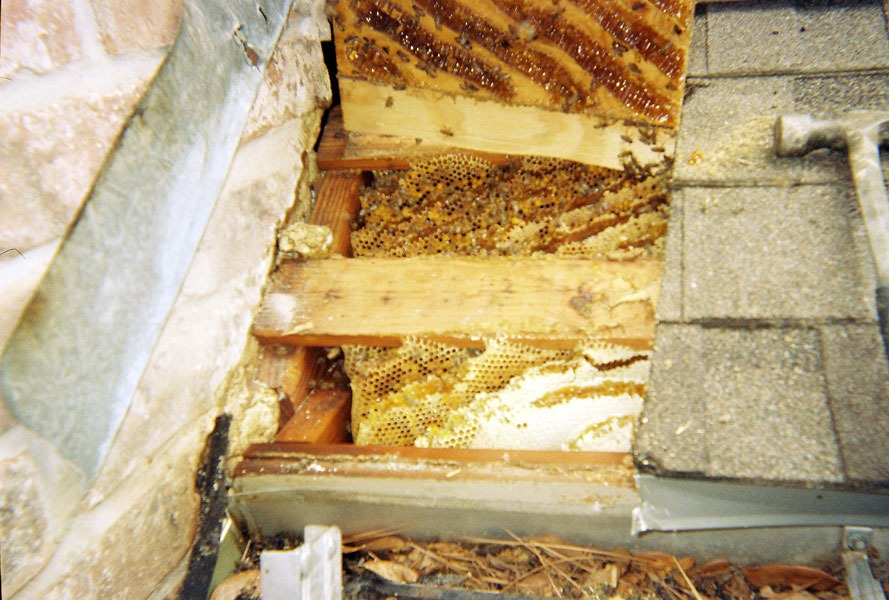 Honeybee swarm removal in progress