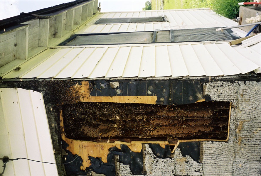 Honeybee swarm removal in progress