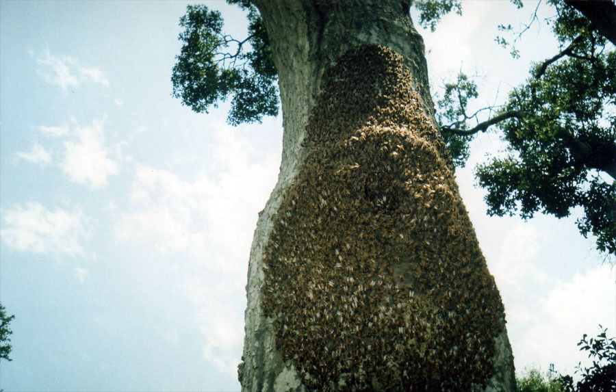 Bee & honeycomb removal — in-progress customer project