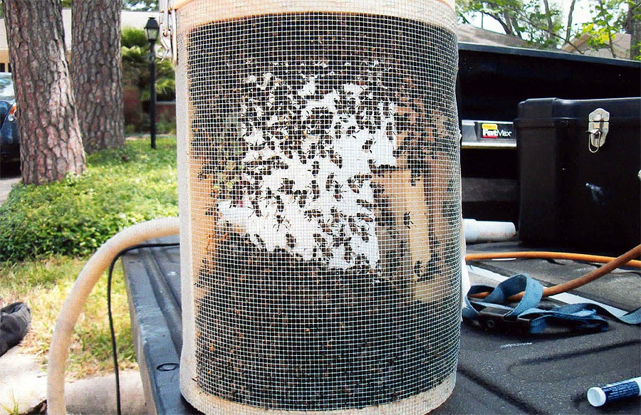 Bee & honeycomb removal — in-progress customer project