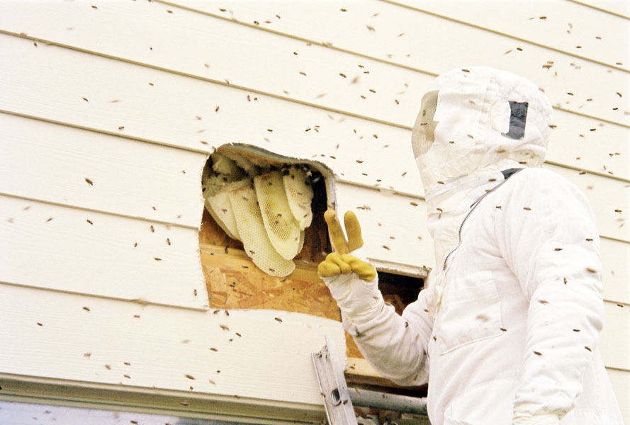Honeybee swarm removal in progress