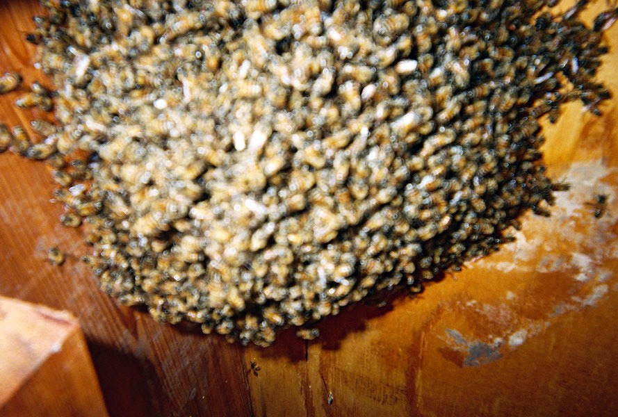 In-wall honeycomb extraction by a certified beekeeper