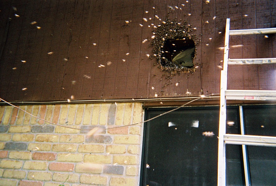 In-wall honeycomb extraction by a certified beekeeper