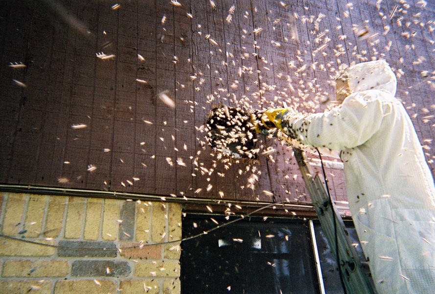 In-wall honeycomb extraction by a certified beekeeper