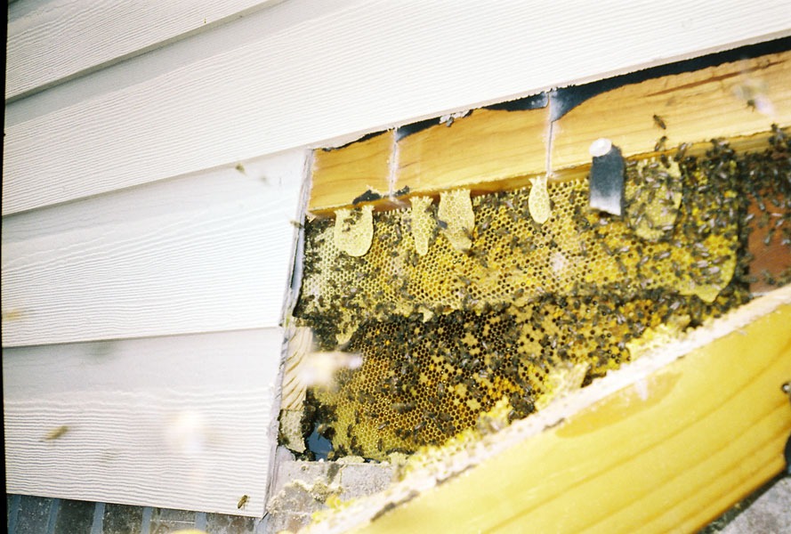 In-wall honeycomb extraction by a certified beekeeper