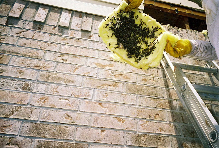 In-wall honeycomb extraction by a certified beekeeper